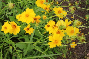 金鸡菊 