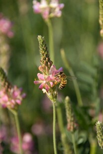 蜜蜂