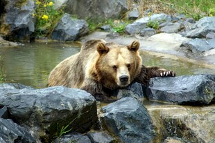 棕熊于溪边岩石休憩