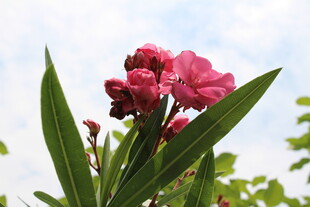 夹竹桃 