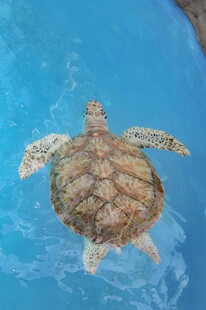 水中畅游的可爱小海龟