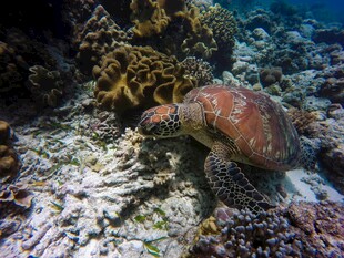 海底的多彩章鱼