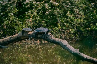 树枝上的两只乌龟