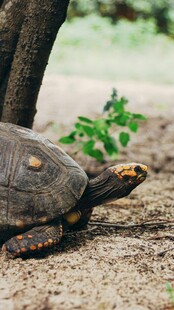 户外的一只乌龟