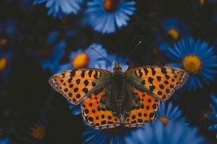 蓝花上的斑斓蝴蝶