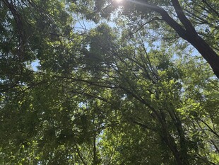 阳光透过树林的绿意景象