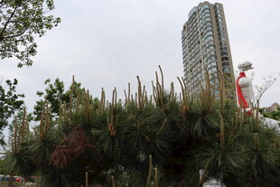 高楼前的绿植景观
