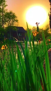 夕阳下的花草美景