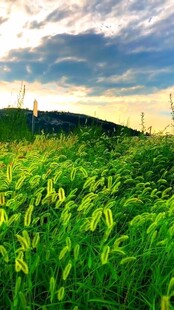 夕阳下的翠绿田野风光