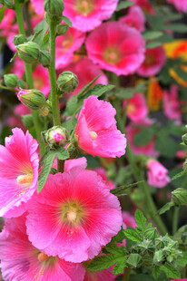 娇艳蜀葵花绽放