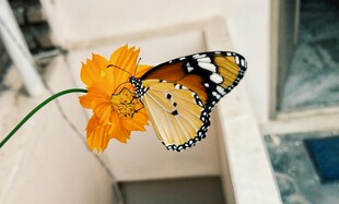 蝴蝶停驻于橙花之上