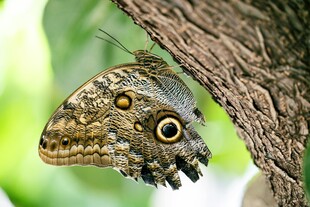 树枝上的大眼蝶