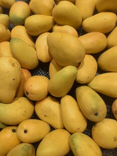 金黄饱满的新鲜芒果堆