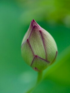 含苞待放的荷花花苞