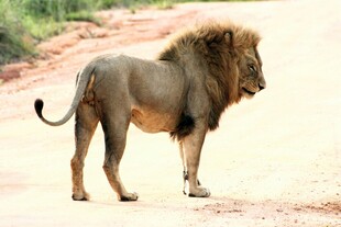 草原雄狮站立眺望远方