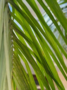 翠绿棕榈叶特写