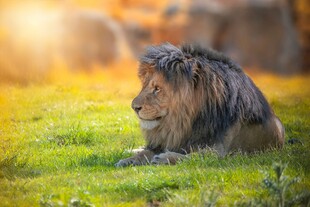 草原上休憩的雄狮