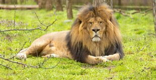 草原上休憩的雄狮