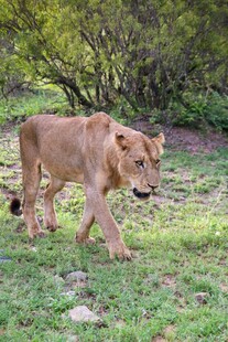草原上行走的年轻雄狮