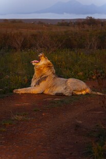 草原上休憩的雄狮