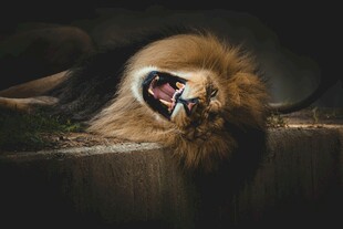 雄狮张嘴打哈欠瞬间