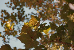 秋日银杏树叶特写