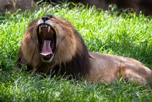 雄狮草地张嘴打哈欠