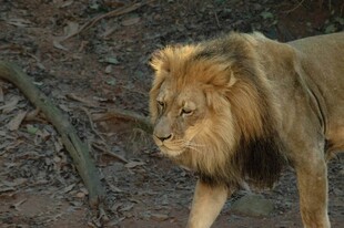 漫步的雄狮
