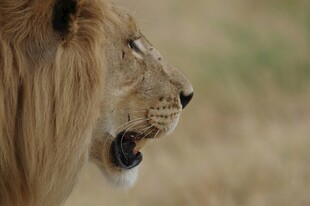 雄狮侧影展现王者风范