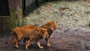 两只小狮子在户外行走