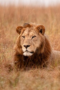 草原上休憩的雄狮