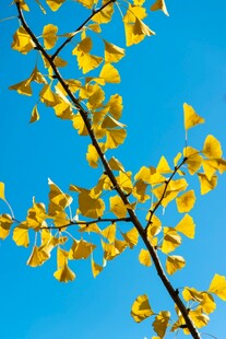 蓝天映衬下的金黄银杏枝