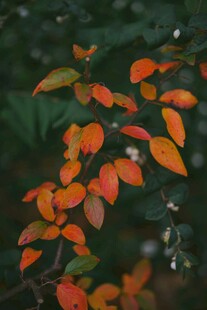 秋日枝头的斑斓红叶