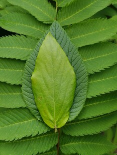 独特形状的嫩绿叶片