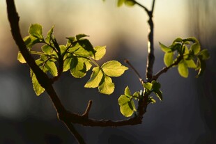 阳光下的嫩绿枝叶