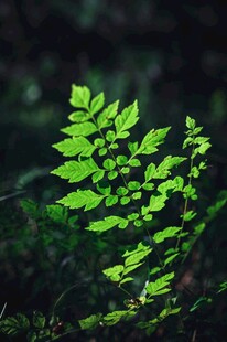 嫩绿枝叶展现自然生机