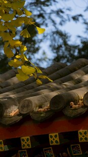 中式屋檐下的金黄树叶