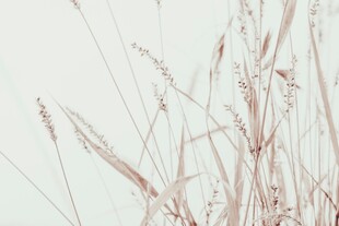 风中摇曳的纤细野草