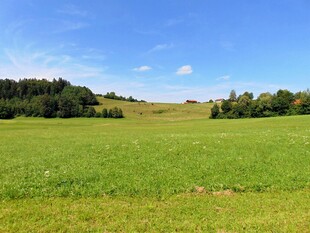 广袤绿野与蓝天绿树