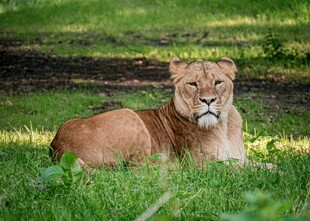 草原上休憩的母狮