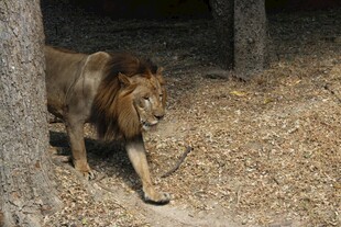 雄狮漫步于林间
