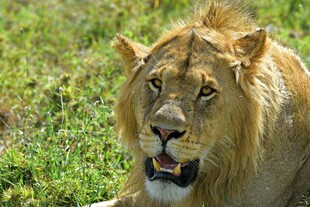草原雄狮特写