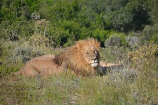 草原上休憩的雄狮
