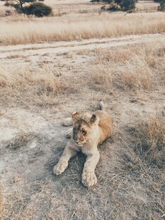 草原上休憩的小狮子