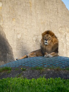 雄狮休憩于草地岩石间