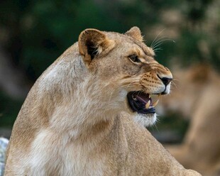 母狮侧头张嘴神态特写