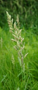 野外的绿色草丛与草穗