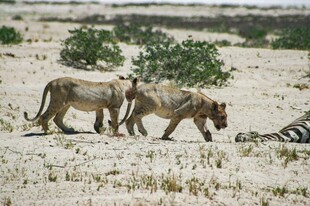 草原上狮子与斑马的场景
