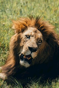 草原上休憩的雄狮