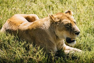 草原上休憩的母狮